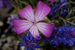 Agrostemma