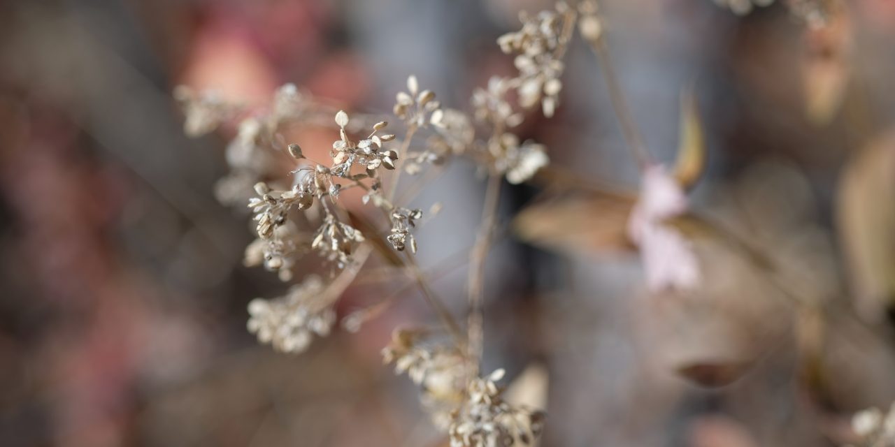 Soft colors, autumn leaves, fall, nature, seedpods, macro, vintage
