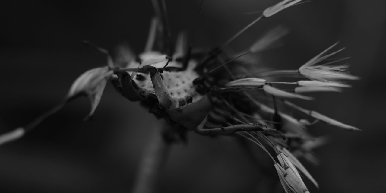 Nature, macro, dandelion, summer, black and white, abstract art