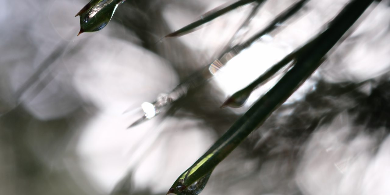 Macro, nature, abstract, pine needles, water, reflection, sparkle, bokeh, artistic, photography