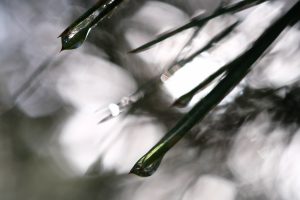 Macro, nature, abstract, pine needles, water, reflection, sparkle, bokeh, artistic, photography