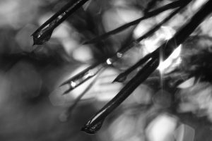 Macro, black and white, monochrome, Acros, Fujifilm, water droplets, pine needles, nature, botanical, abstract, artistic photography