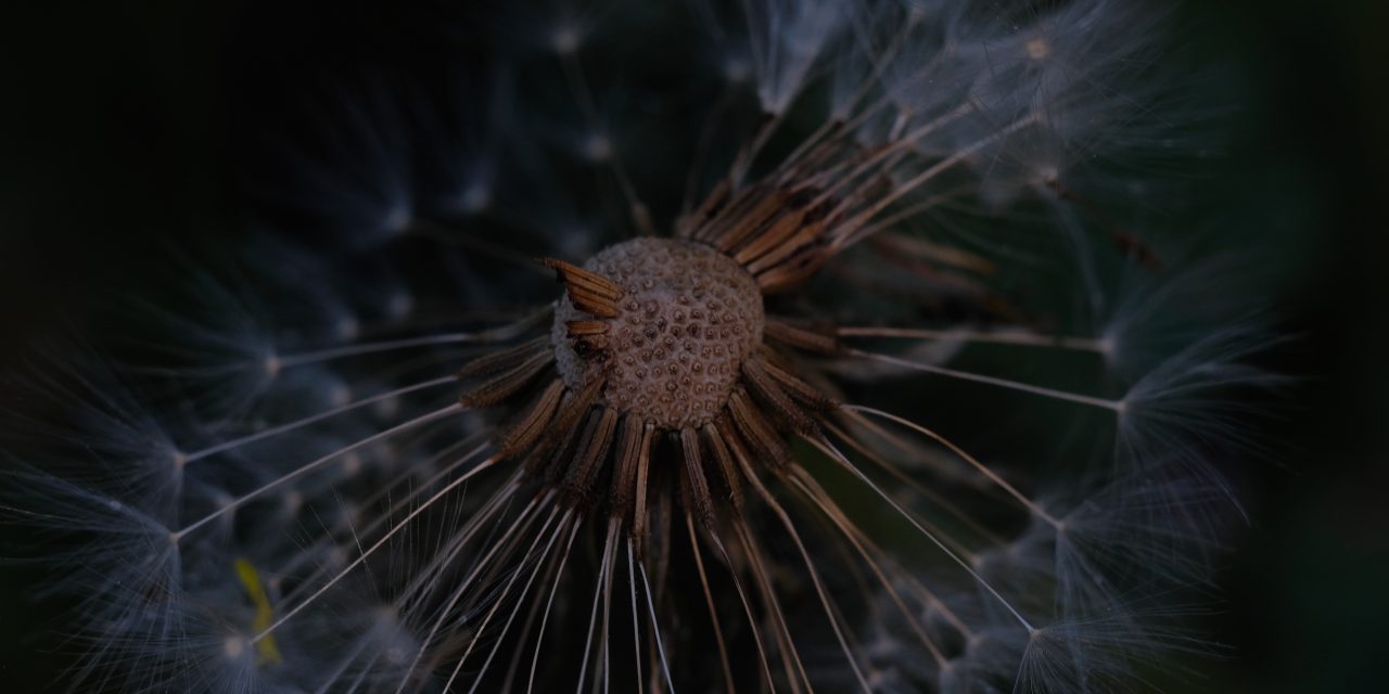 Provia, film-like, vintage, macro, botanical, nature, dandelion, seeds, summer, abstract, photography, Fujifilm, Takumar