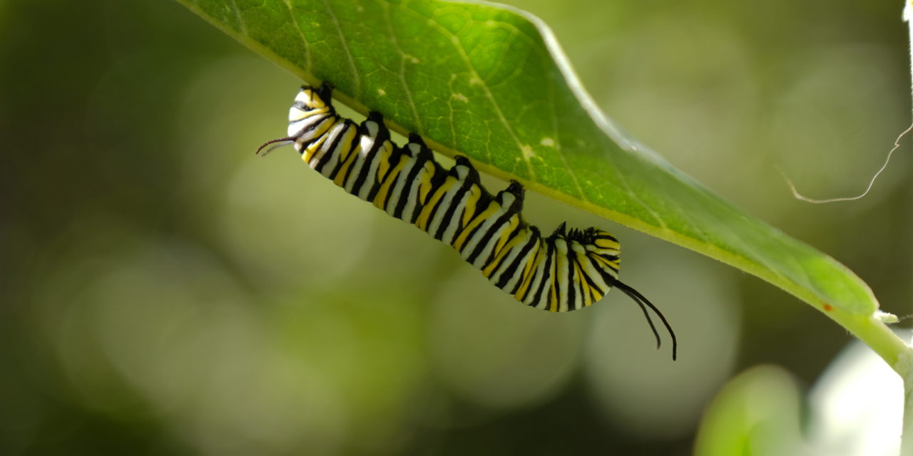 A striped caterpillar crawls on the underside of a leaf